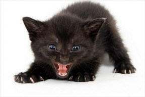 prohlaseni-dsz-za-prava-zvirat-k-podani-kandidatek-pro-volby-do-zastupitelstev-kraju