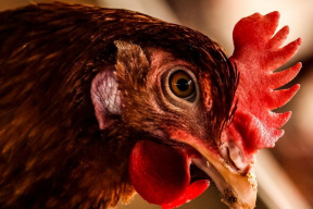 prohlaseni-dsz-za-prava-zvirat-se-zverejnenim-lidru-kandidatek-pro-volby-do-krajskych-zastupitelstev