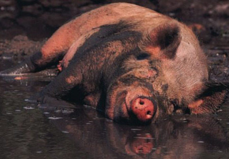 Nová štúdia hovorí - Krmivá s GMO poškodzujú zdravie prasiat