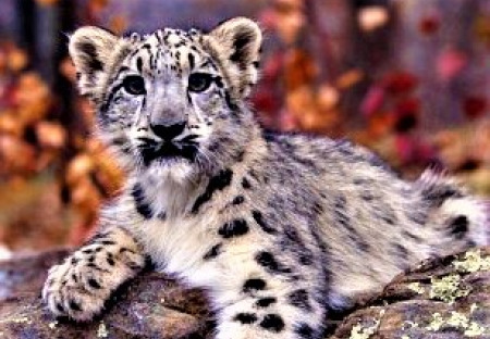 Leopard snežný v zoologickej záhrade v americkom meste San Diego mal pozitívny test na koronavírus