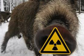 maso-divocaku-je-po-cernobylu-stale-radioaktivni-dalsi-jaderne-zpravy