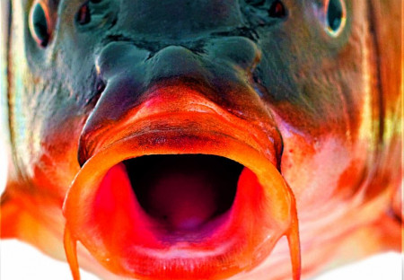 Prohlášení DSZ - ZA PRÁVA ZVÍŘAT k návrhu na zákaz prodeje živých ryb v obchodech a na stáncích