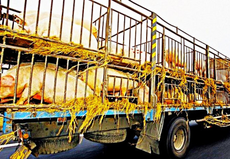 Prohlášení DSZ - ZA PRÁVA ZVÍŘAT k Mezinárodnímu dni Stop přepravě zvířat...