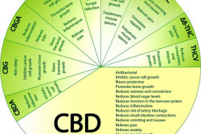 konopi-bez-thc-nefunguje-dalsi-lez-pharma-korporaci-a-systemu