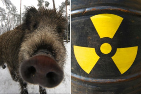 cernobyl-divoka-prasata-v-nemecku-jsou-stale-radioaktivne-zamorena