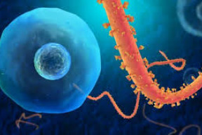 pet-sokujicich-lzi-o-ebole-ktere-nam-nuti-vlady-a-hromadne-sdelovaci-prostredky