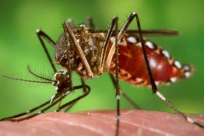 stanovisko-k-aktualnimu-tematu-infekce-virem-zika-tiskova-zprava-spsnpo