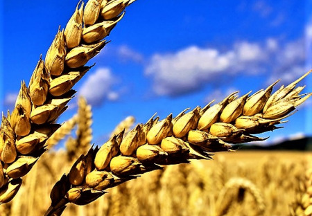 CO SE STALO S PŠENICÍ, ŽE PO NÍ VŠICHNI TLOUSTNEME?