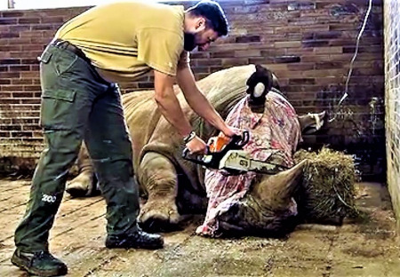 Prohlášení DSZ k uřezání rohu nosorožce v ZOO ve Dvoře Králové