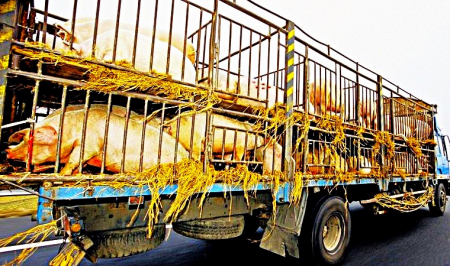 Prohlášení DSZ - ZA PRÁVA ZVÍŘAT k Mezinárodnímu dni Stop přepravě zvířat...